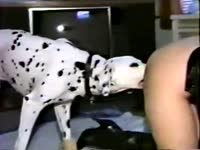 Dog sniffing and fucking the holes of a kinky babe